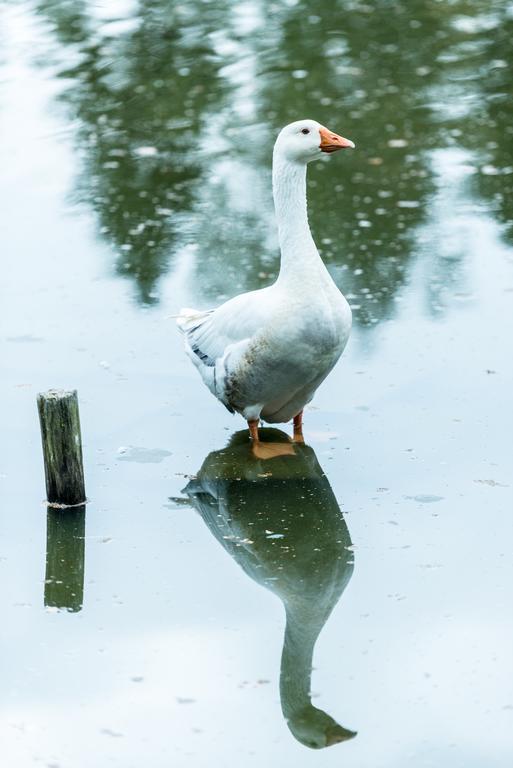 Hotel Steineweiher St. Vith Dış mekan fotoğraf